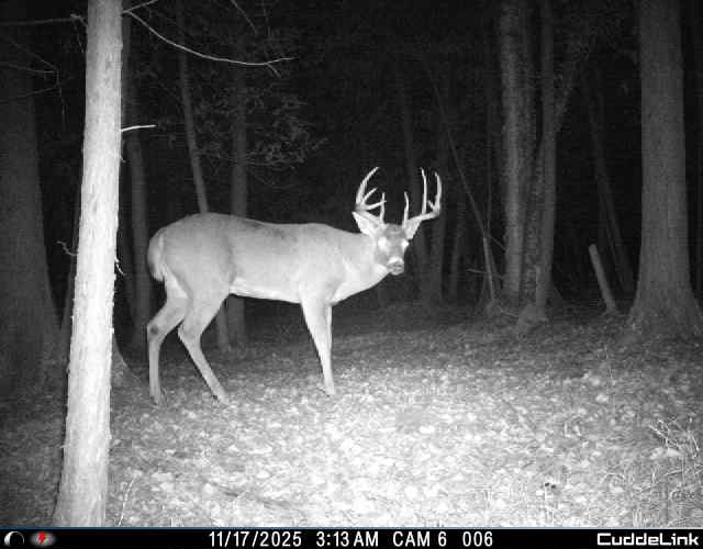 Large buck at night captured on Cuddeback trail camera, November 2025