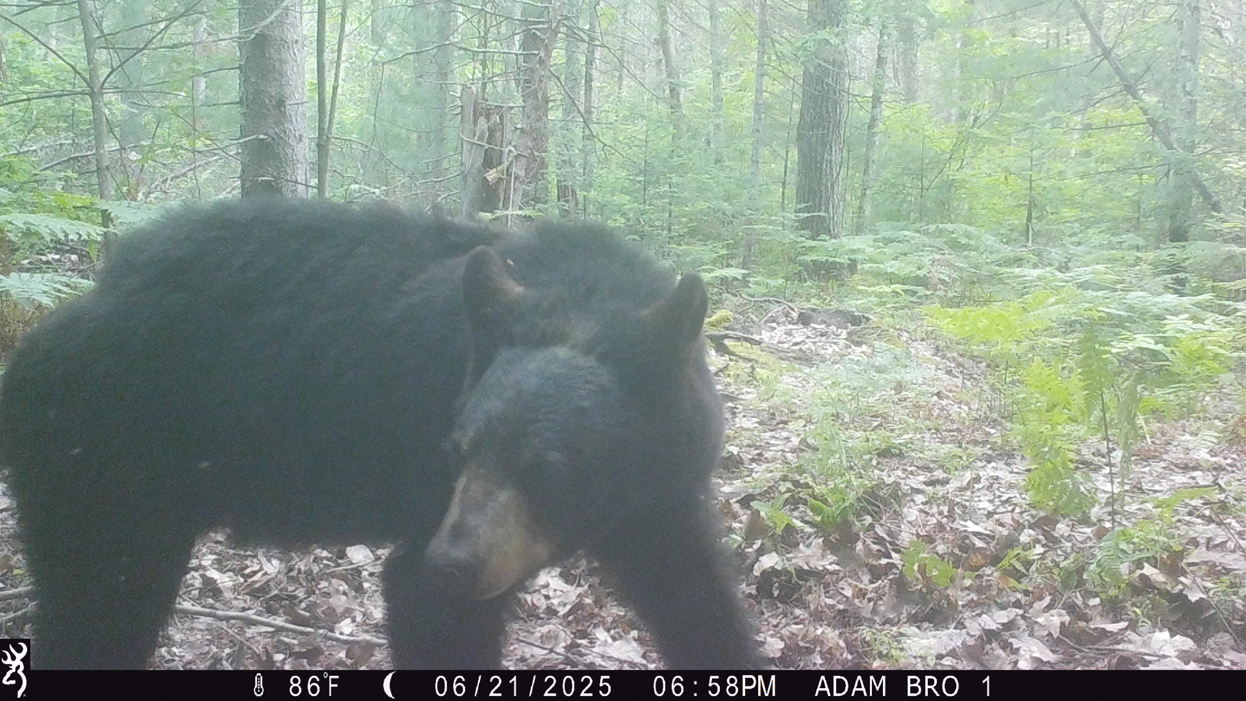 Black bear captured on Browning trail camera, June 2025