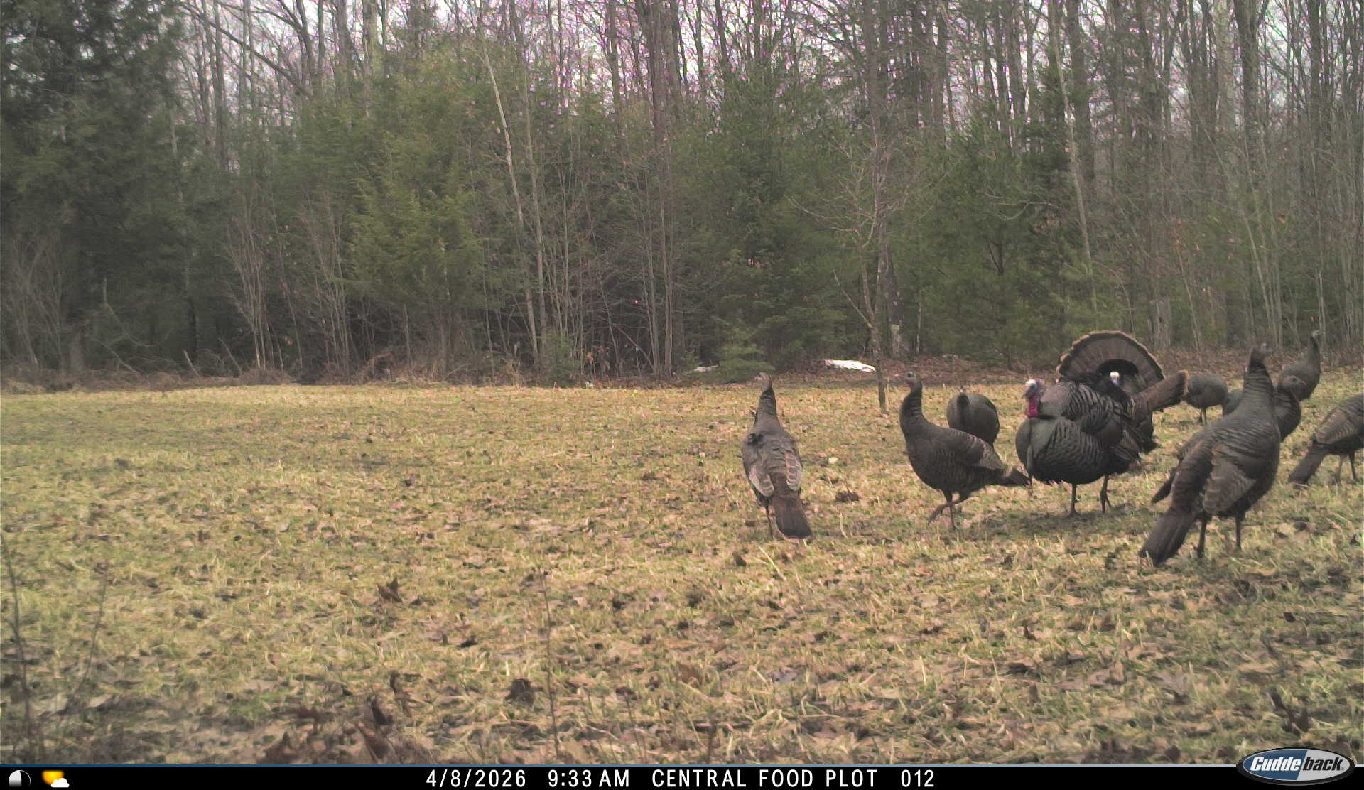 Turkey flock on food plot captured on Cuddeback trail camera, April 2026